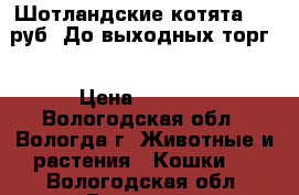 Шотландские котята 2000руб. До выходных торг. › Цена ­ 2 000 - Вологодская обл., Вологда г. Животные и растения » Кошки   . Вологодская обл.,Вологда г.